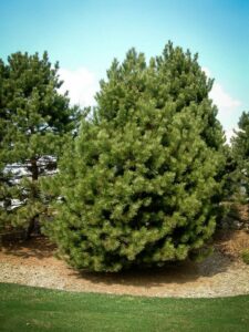 Сосна Чёрная (Pinus Nigra) купить по цене от 270.00р. в интернет-магазине «Посадика» с доставкой почтой в в Кедровыйе и по всей России – [изображение №1].