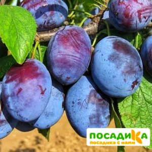 Слива Чачакская ранняя купить по цене от 229.00р. в интернет-магазине «Посадика» с доставкой почтой в в Кедровыйе и по всей России – [изображение №1].