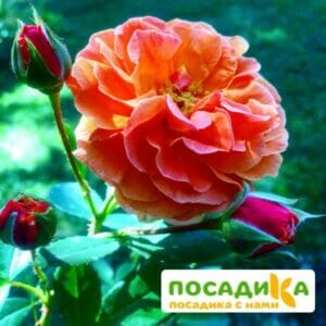 Роза Арабия купить по цене от 350.00р. в интернет-магазине «Посадика» с доставкой почтой в в Кедровыйе и по всей России – [изображение №1].