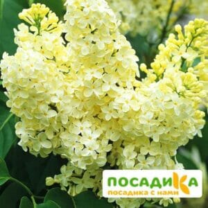 Сирень Примроуз (Primrose) купить по цене от 529.00р. в интернет-магазине «Посадика» с доставкой почтой в в Кедровыйе и по всей России – [изображение №1].