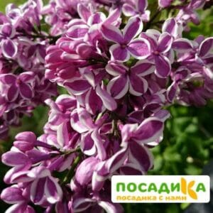 Сирень Сенсация купить по цене от 529.00р. в интернет-магазине «Посадика» с доставкой почтой в в Кедровыйе и по всей России – [изображение №1].