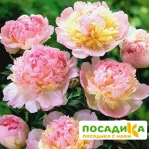 Пион Распберри Сандей (Paeonia Raspberry Sundae) купить по цене от 959р. в интернет-магазине «Посадика» с доставкой почтой в в Кедровыйе и по всей России – [изображение №1].