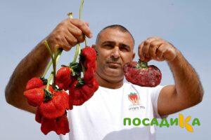 Клубника Гигант Джорнея купить по цене от 266р. в интернет-магазине «Посадика» с доставкой почтой в в Кедровыйе и по всей России – [изображение №1].
