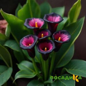 Калла Аура Лейс купить по цене от 400р. в интернет-магазине «Посадика» с доставкой почтой в в Кедровыйе и по всей России – [изображение №1].