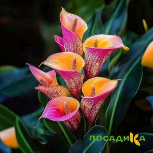 Калла Оникс купить по цене от 450р. в интернет-магазине «Посадика» с доставкой почтой в в Кедровыйе и по всей России – [изображение №1].