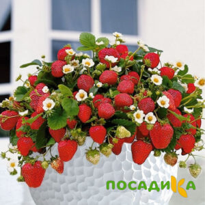 Клубника Рубиновый Шепот (горшечная) купить по цене от 240р. в интернет-магазине «Посадика» с доставкой почтой в в Кедровыйе и по всей России – [изображение №1].