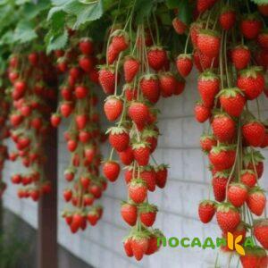 Клубника вьющаяся Комплимент купить по цене от 470р. в интернет-магазине «Посадика» с доставкой почтой в в Кедровыйе и по всей России – [изображение №1].