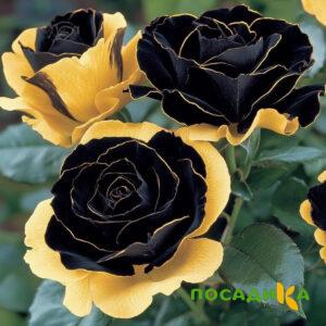 Роза Ханни Сикл купить по цене от 700р. в интернет-магазине «Посадика» с доставкой почтой в в Кедровыйе и по всей России – [изображение №1].
