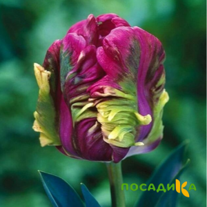Тюльпан Экзотик Хэвен купить по цене от 186р. в интернет-магазине «Посадика» с доставкой почтой в в Кедровыйе и по всей России – [изображение №1].