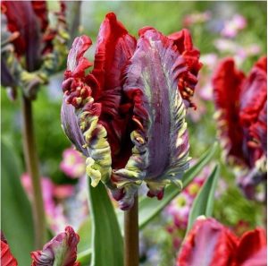 Тюльпан Рококо купить по цене от 350р. в интернет-магазине «Посадика» с доставкой почтой в в Кедровыйе и по всей России – [изображение №1].