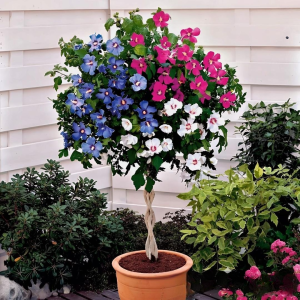 Гибискус-Дерево Триколор купить по цене от 289р. в интернет-магазине «Посадика» с доставкой почтой в в Кедровыйе и по всей России – [изображение №1].