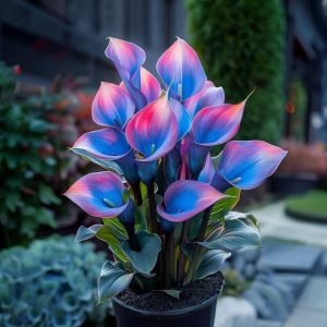 Калла Импрессия купить по цене от 590р. в интернет-магазине «Посадика» с доставкой почтой в в Кедровыйе и по всей России – [изображение №1].