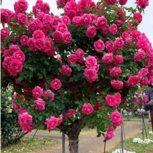 Роза Версаля купить по цене от 232р. в интернет-магазине «Посадика» с доставкой почтой в в Кедровыйе и по всей России – [изображение №1].