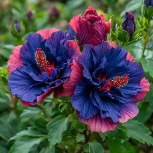 Гибискус Роуз Шайн купить по цене от 360р. в интернет-магазине «Посадика» с доставкой почтой в в Кедровыйе и по всей России – [изображение №1].