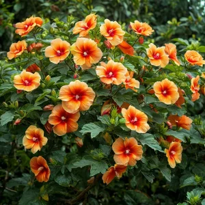 Гибискус Кристал Рэй купить по цене от 458р. в интернет-магазине «Посадика» с доставкой почтой в в Кедровыйе и по всей России – [изображение №1].