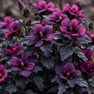 Гибискус Корал Чарм купить по цене от 271р. в интернет-магазине «Посадика» с доставкой почтой в в Кедровыйе и по всей России – [изображение №1].