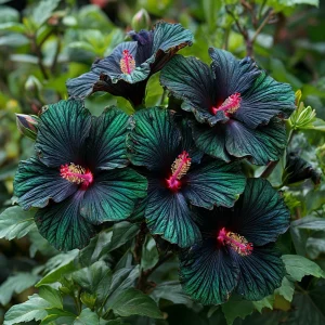 Гибискус Пикок Плюм купить по цене от 490р. в интернет-магазине «Посадика» с доставкой почтой в в Кедровыйе и по всей России – [изображение №1].