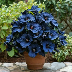 Гибискус Селестиал Флейм купить по цене от 326р. в интернет-магазине «Посадика» с доставкой почтой в в Кедровыйе и по всей России – [изображение №1].