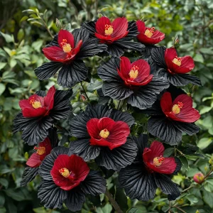 Гибискус Ройял Афеа купить по цене от 460р. в интернет-магазине «Посадика» с доставкой почтой в в Кедровыйе и по всей России – [изображение №1].