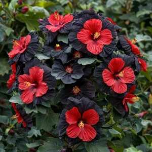 Гибискус Шиммеринг купить по цене от 720р. в интернет-магазине «Посадика» с доставкой почтой в в Кедровыйе и по всей России – [изображение №1].